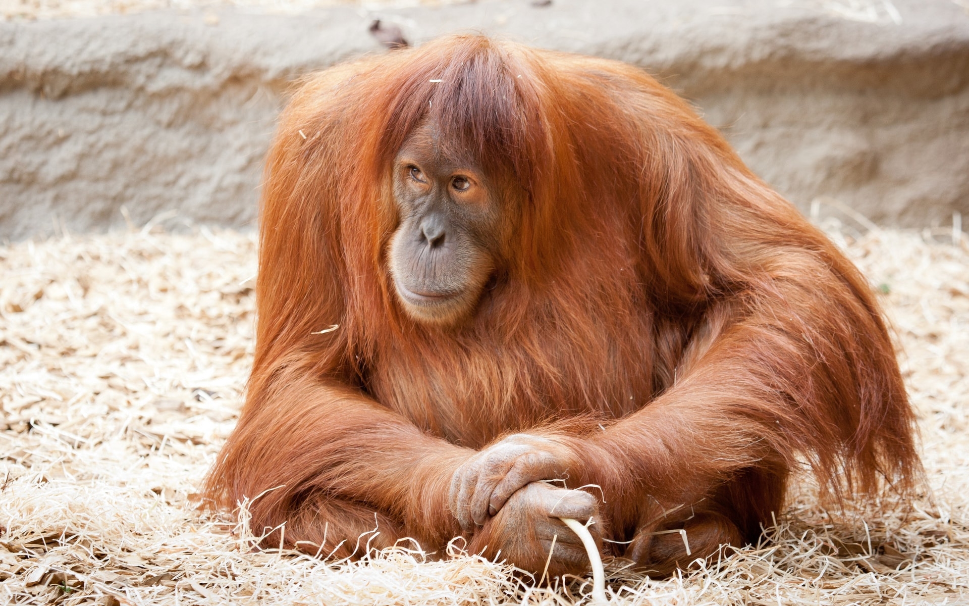 1920x1200 Orangutan HD Wallpaperwallpaper.net, Desktop