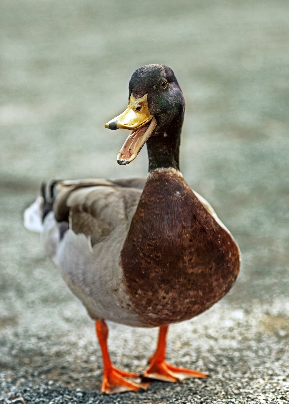 1000x1400 Duck Picture. Download Free, Phone