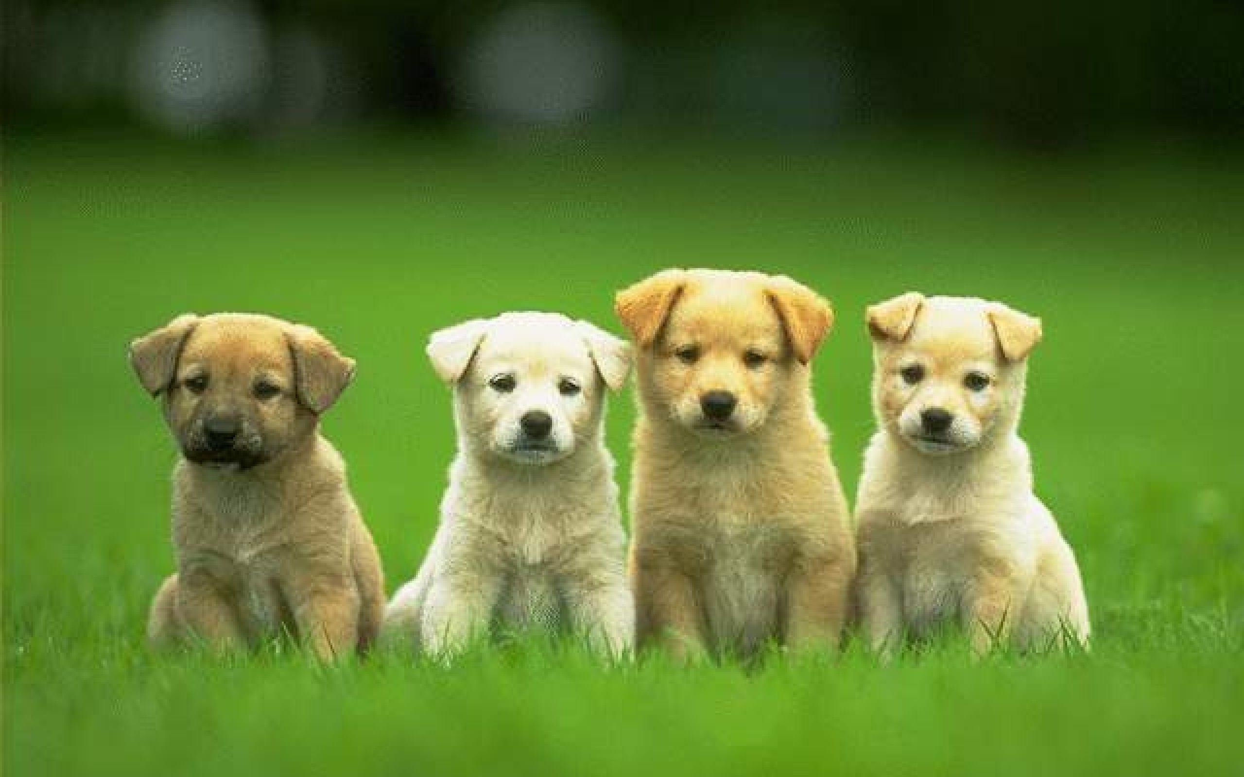 2560x1600 Cute Dog Wallpaper Free Cute Dog Background, Desktop