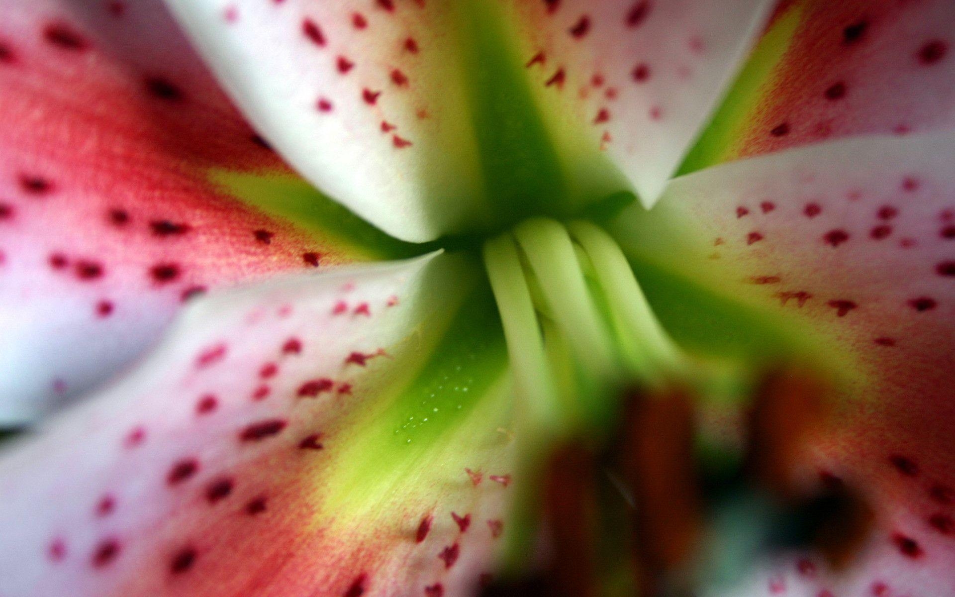 1920x1200 Stargazer Lily widescreen wallpaper. Wide, Desktop