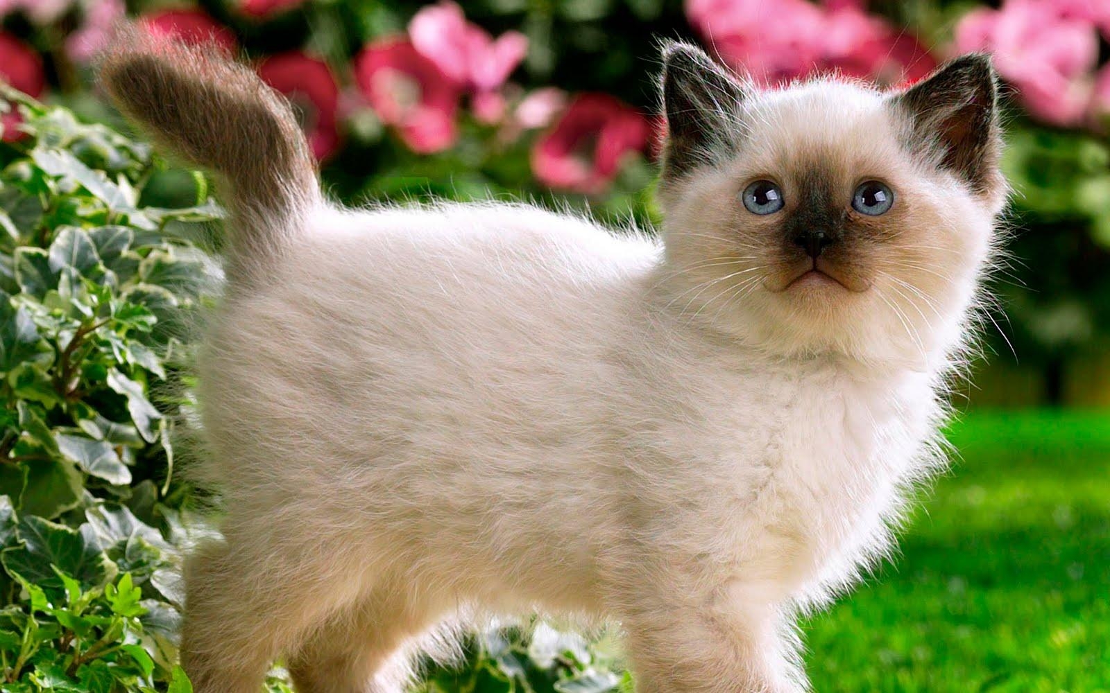 1600x1000 Siamese Cute Kitten Wallpaper HD Resolution, Desktop