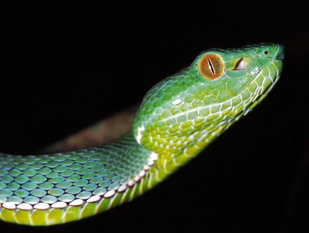 1030x780 Vogel's Pit Viper (Trimeresurus vogeli) juvenile. Khao Yai, Desktop