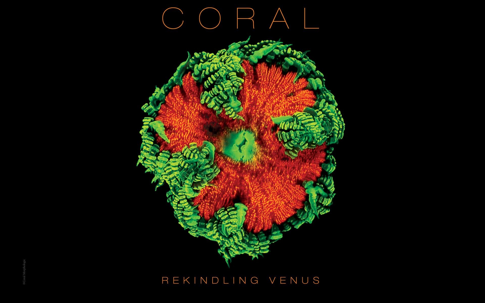 1920x1200 Exclusive Downloads. Lynette Wallworth Coral Rekindling Venus, Desktop