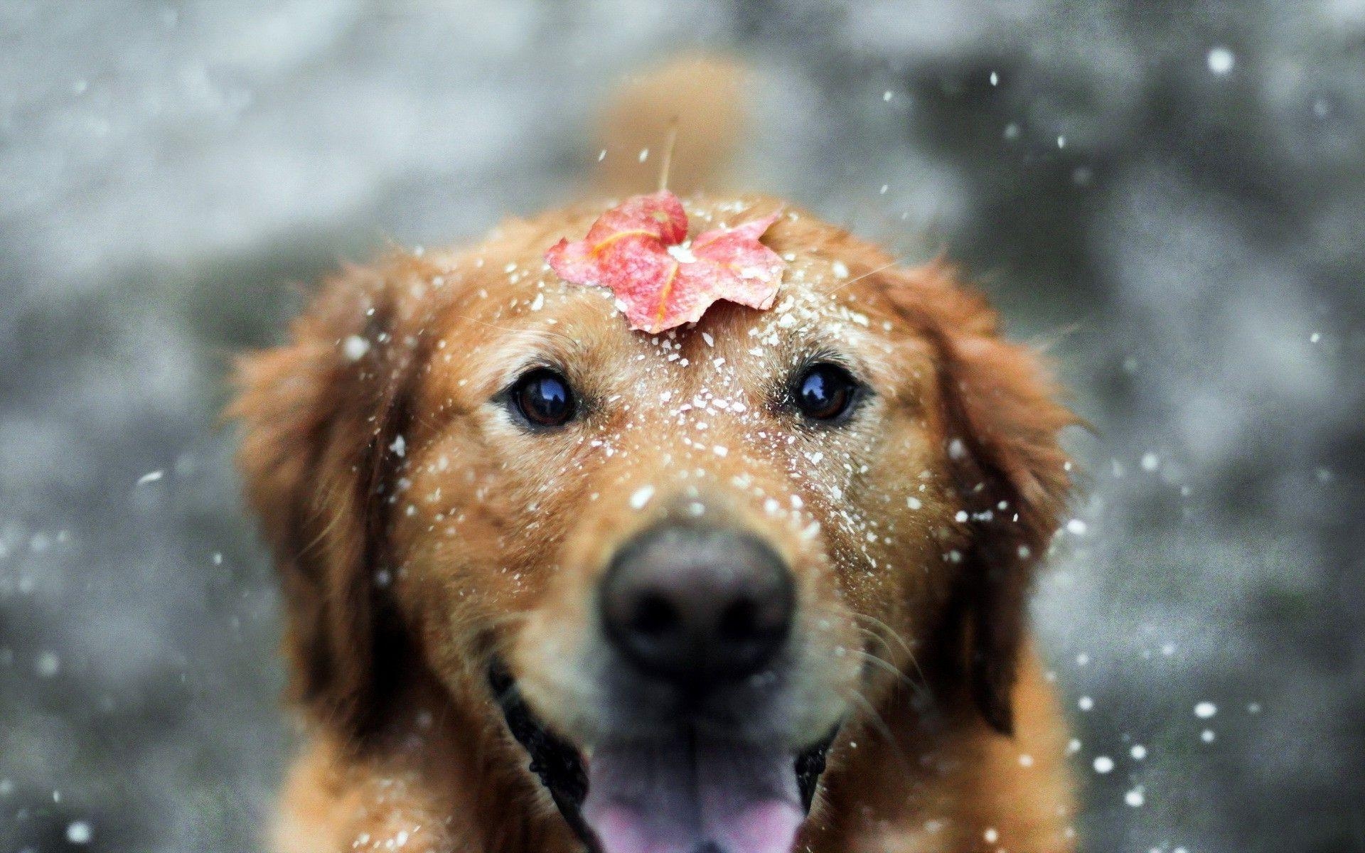 1920x1200 dog, Animals, Snow, Leaves, Fall, Labrador Retriever Wallpaper HD, Desktop