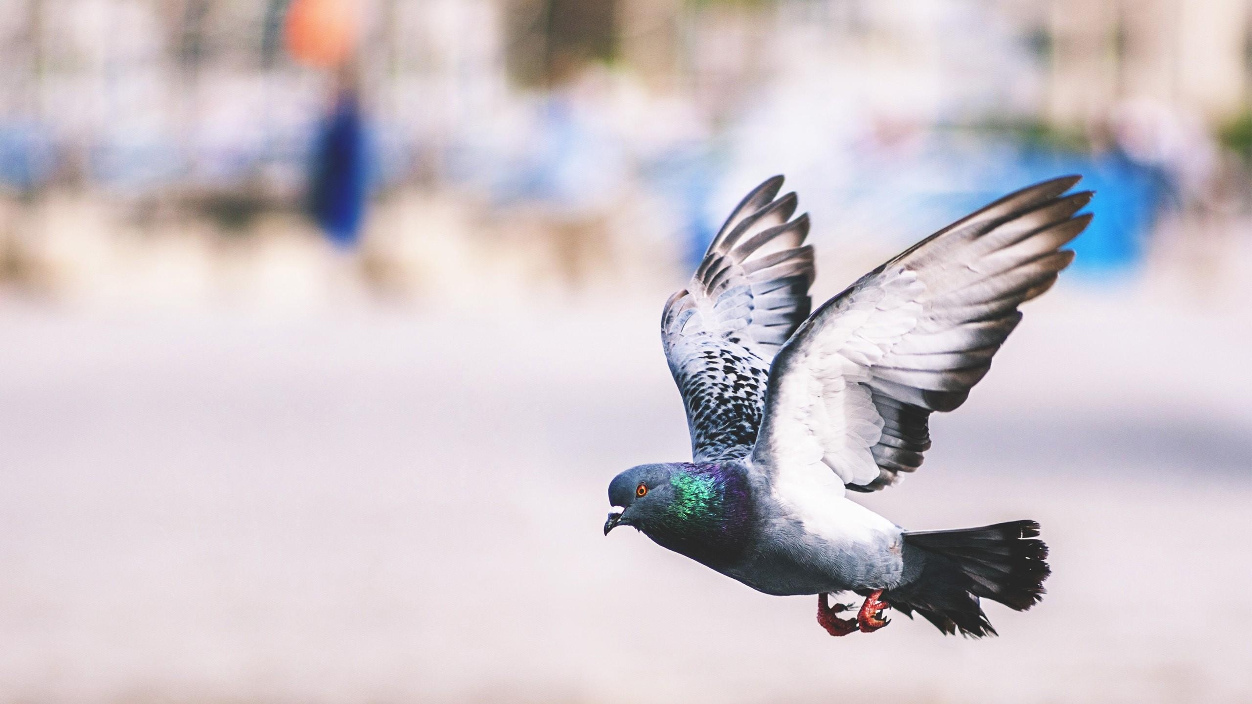 2560x1440 Pigeon Flying Wonderful Wallpaper, Desktop