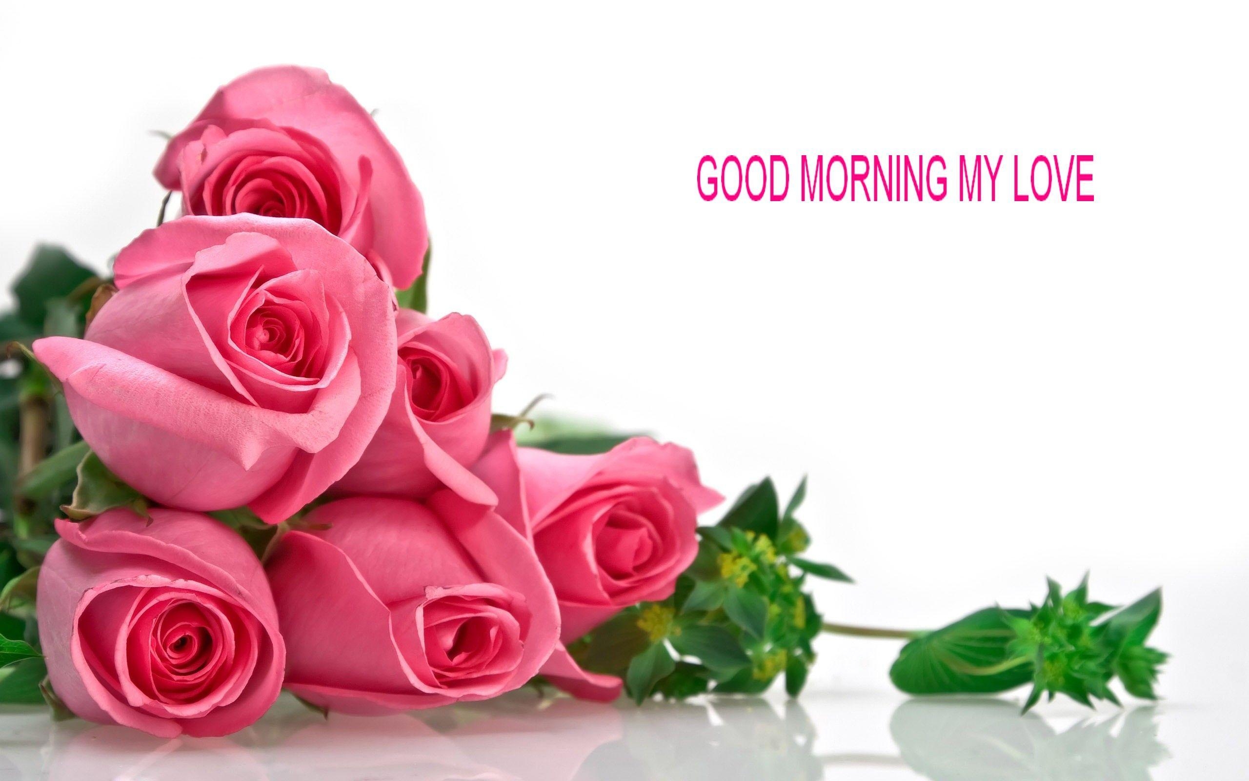 2560x1600 Good #Morning Rose #Wallpaper Free Download. love wallpaper, Desktop