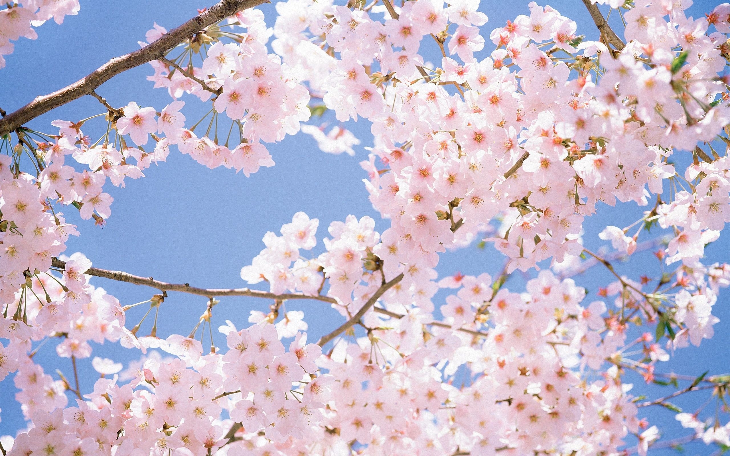 2560x1600 Cherry Blossom Background, Desktop