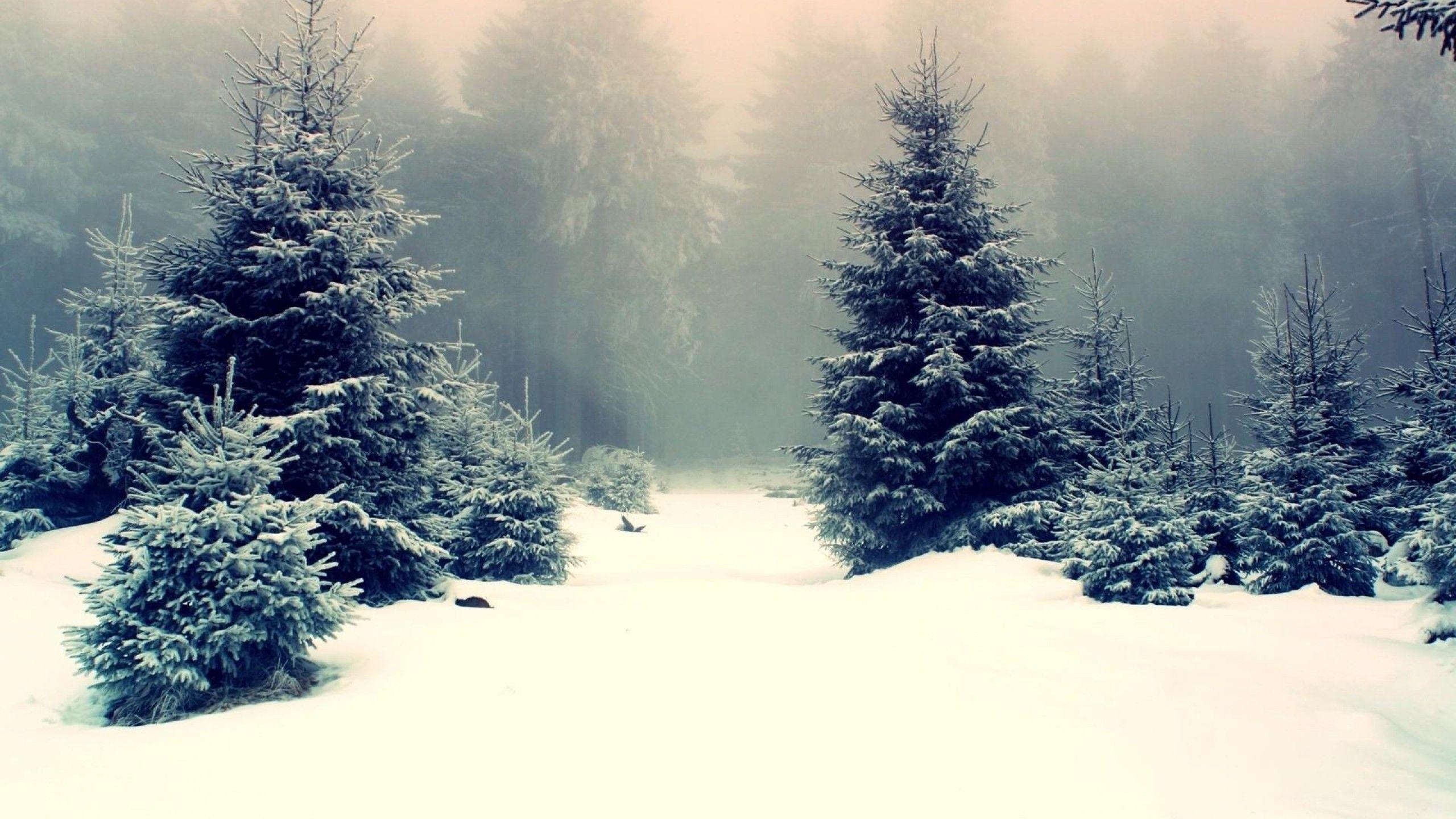 2560x1440 Snowy Wallpaper, Desktop