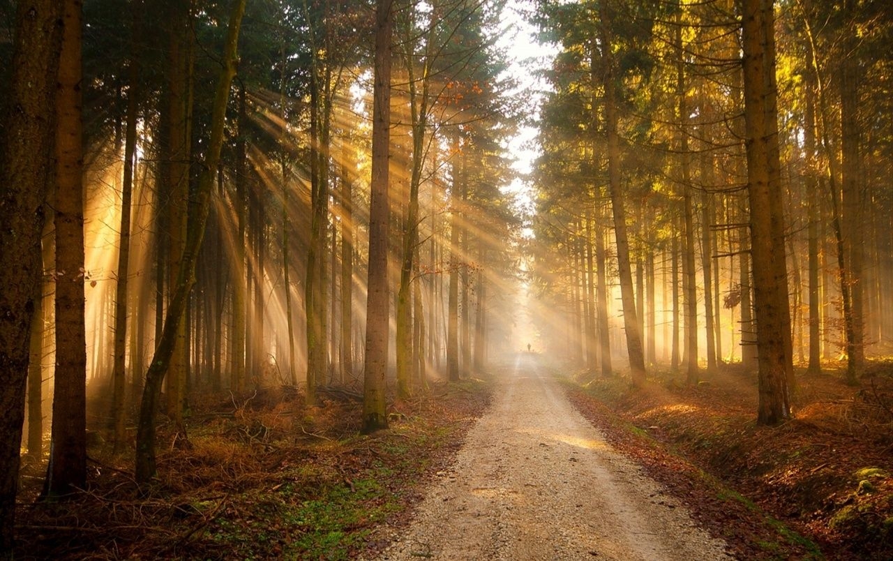 1280x810 Forest Sunlight Road People wallpaper. Forest Sunlight Road, Desktop