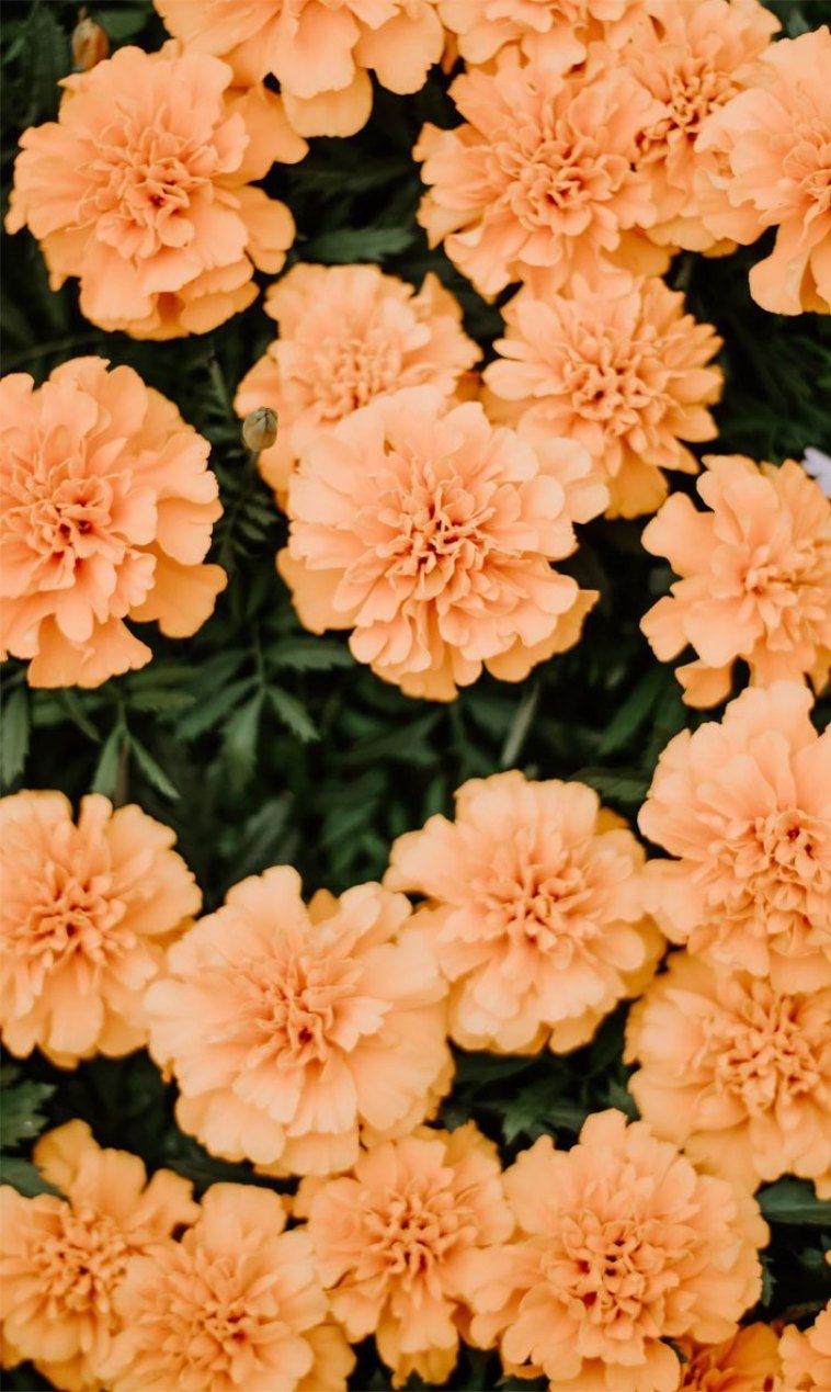 760x1270 Orange peach summer flowers perfect iphone wallpaper picture, Phone