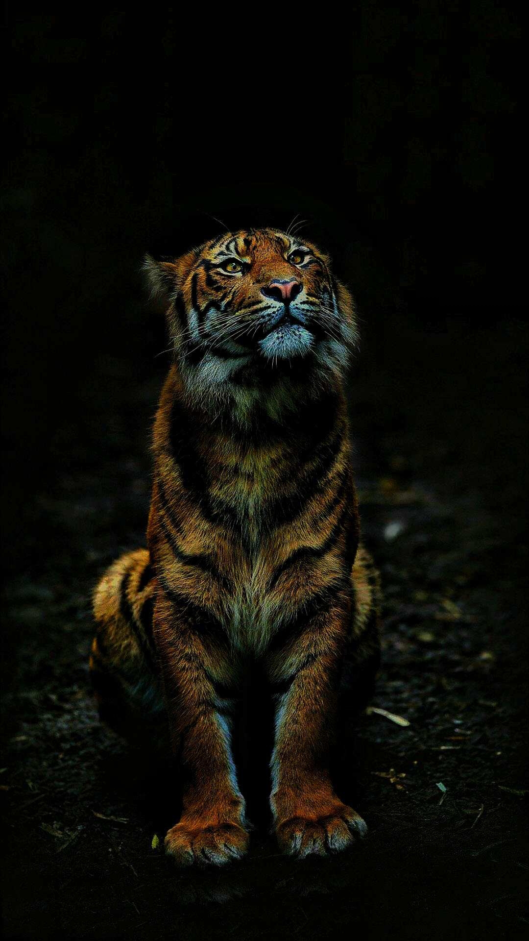 1080x1920 Tiger in Dark iPhone Wallpaper, Phone