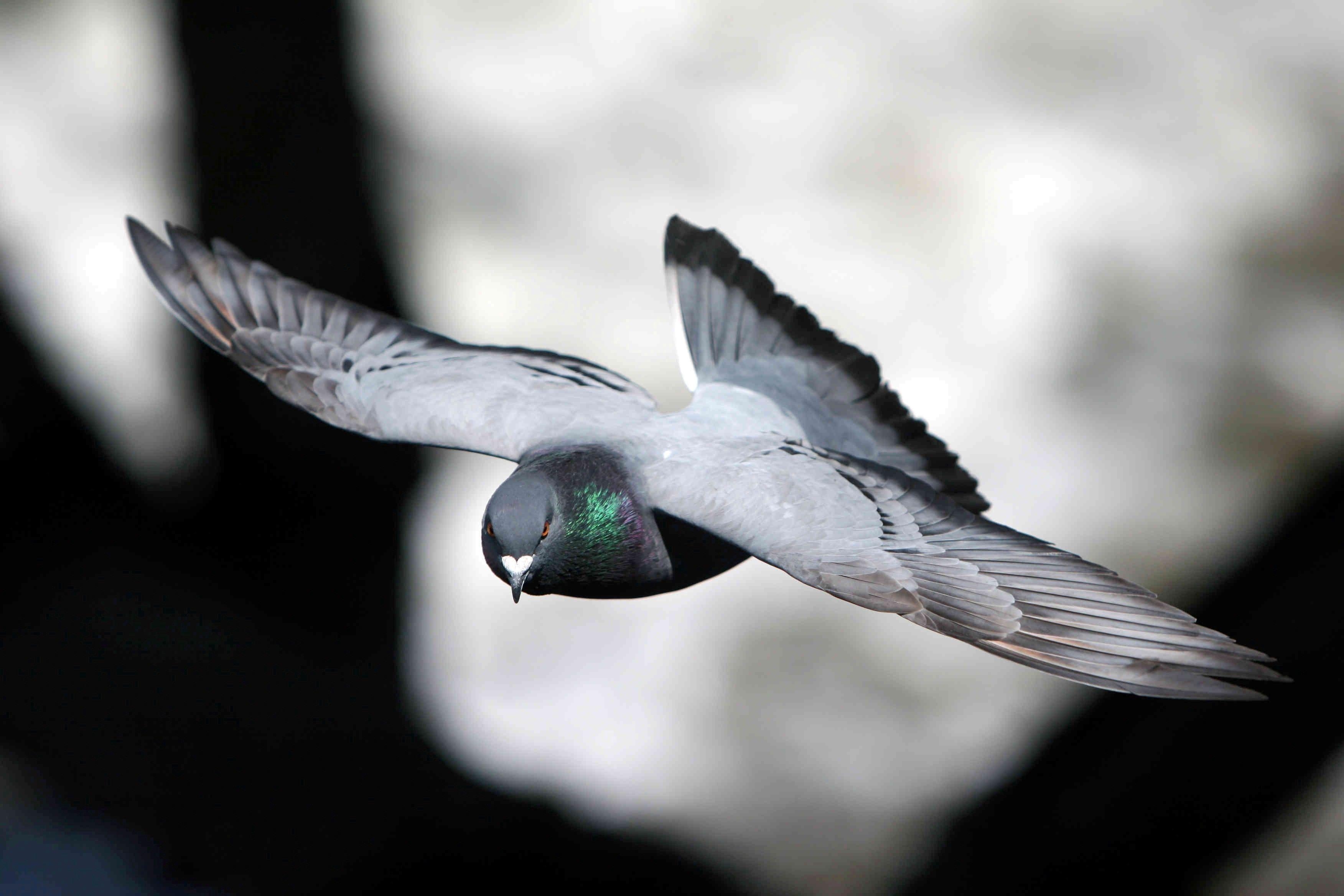 3510x2340 Flying Homing Pigeon Wallpaper, Desktop