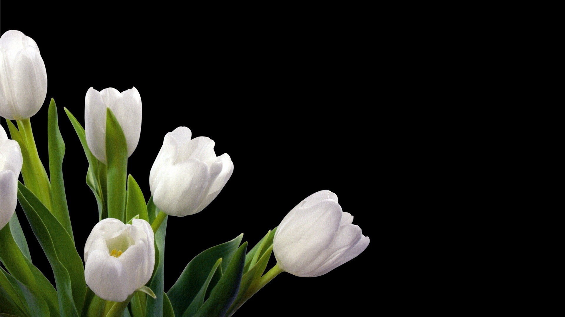 1920x1080 Tulips Background, Desktop