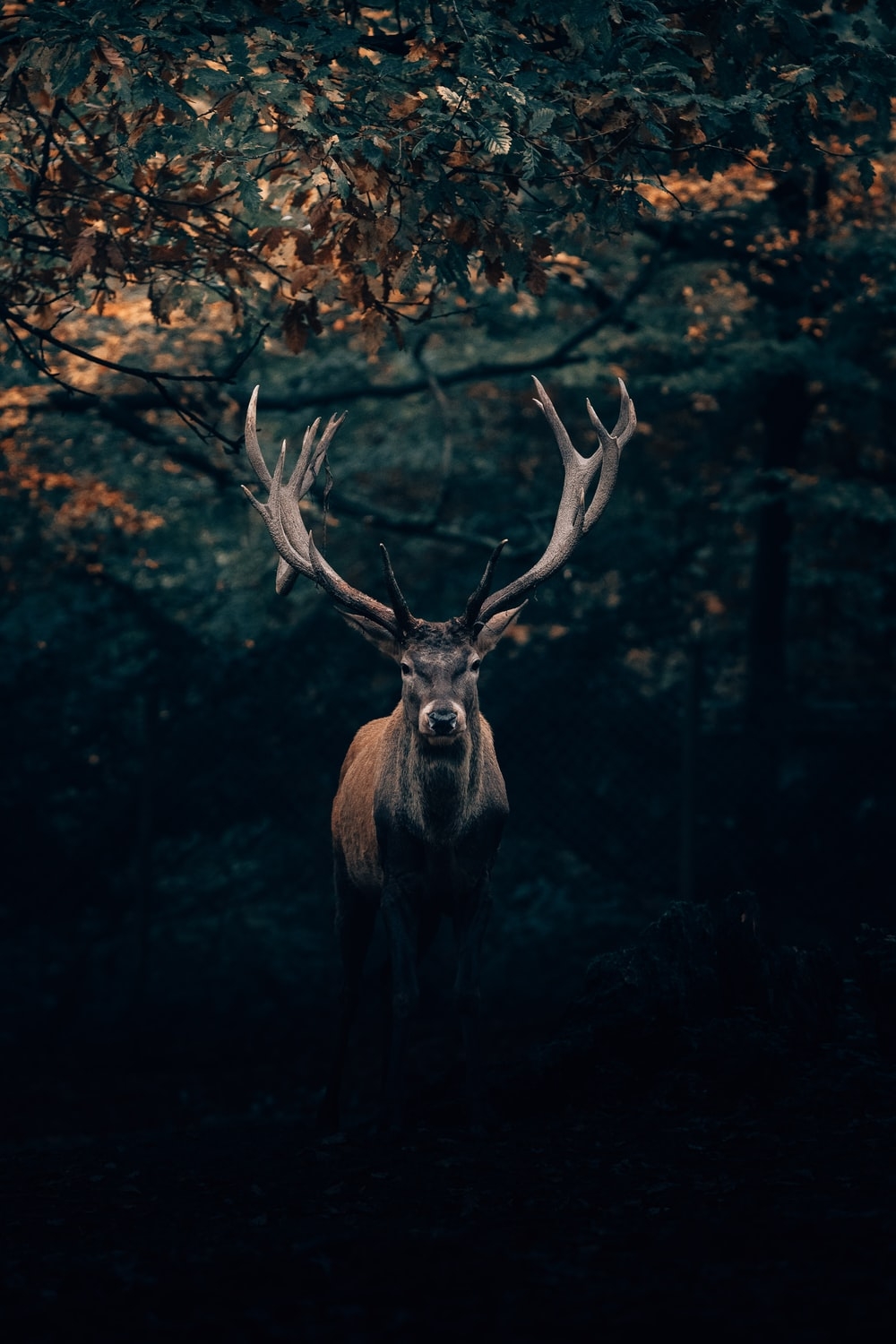 1000x1500 Deer Wallpaper: Free HD Download [HQ], Phone