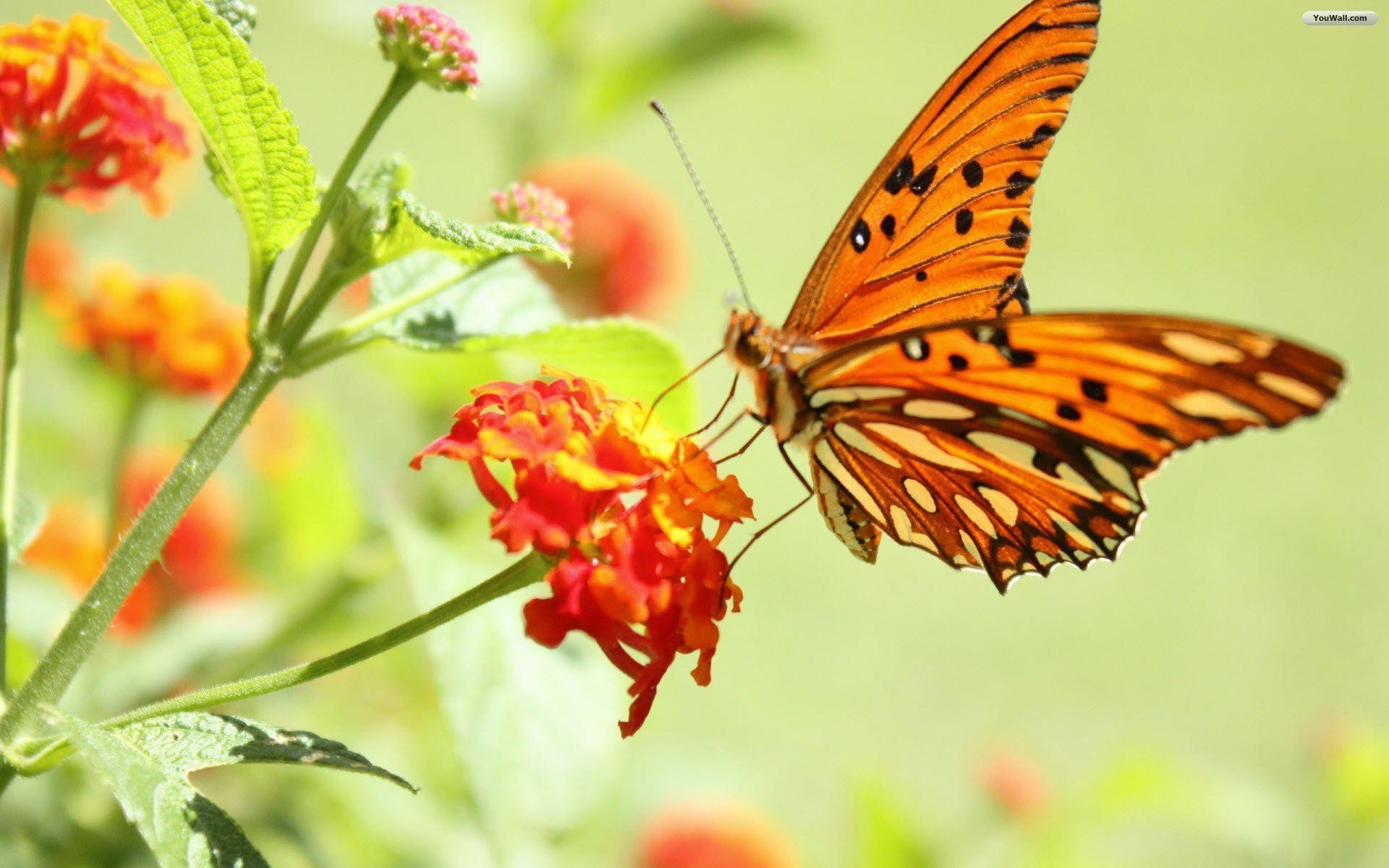 1920x1200 Orange And Black Butterfly wallpaper, Desktop