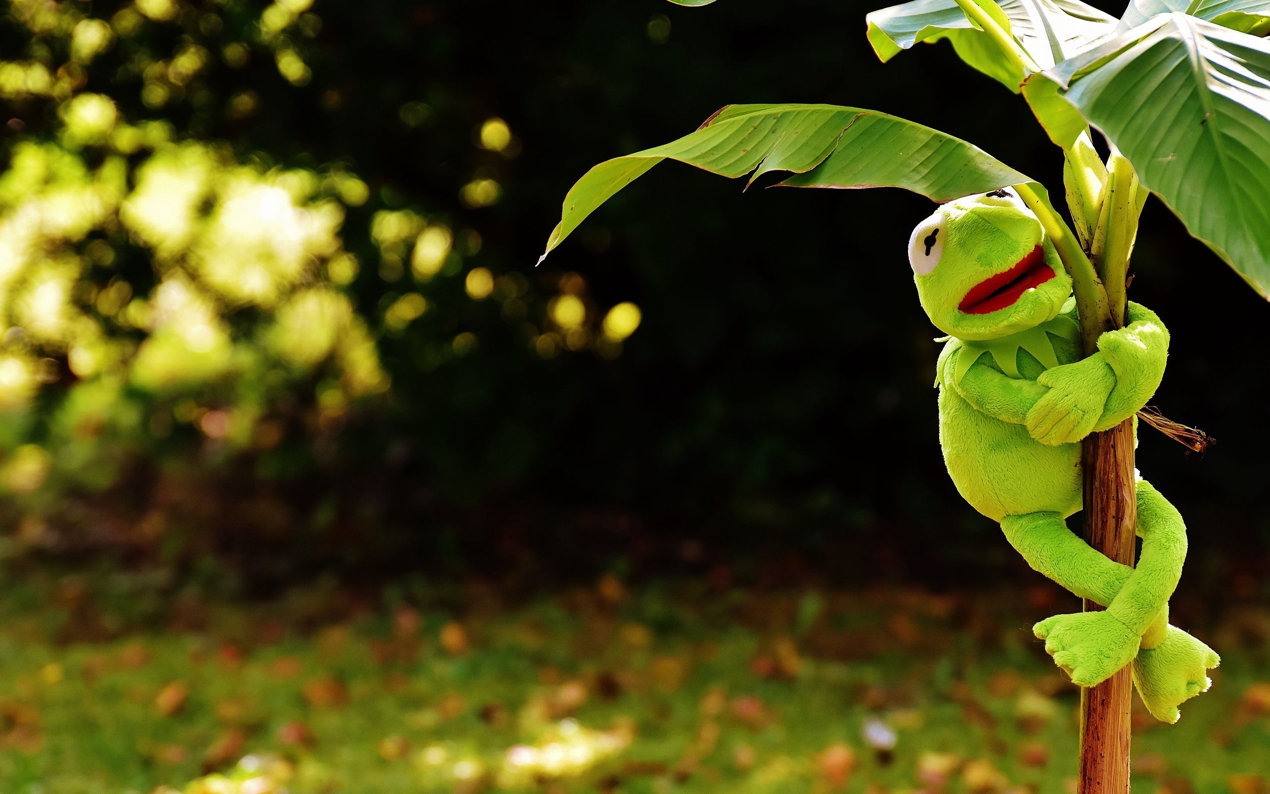 2560x1600 Download wallpaper  toy, kermit the frog, plant widescreen 16:10 HD background, Desktop