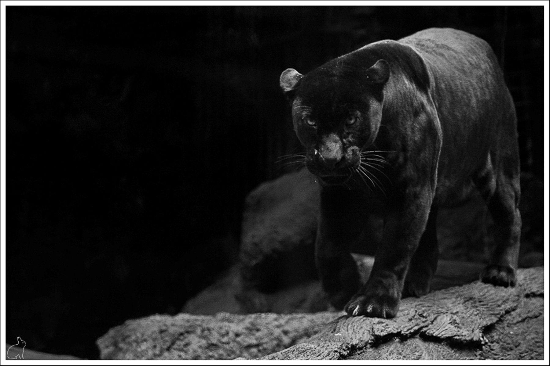 1800x1200 Black Jaguar Wallpaper Animal Picture Black Jaguar Wallpaper, Desktop