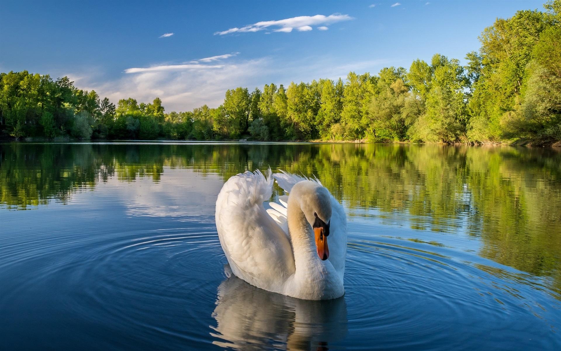 1920x1200 Wallpaper White swan, lake, water, trees  HD, Desktop