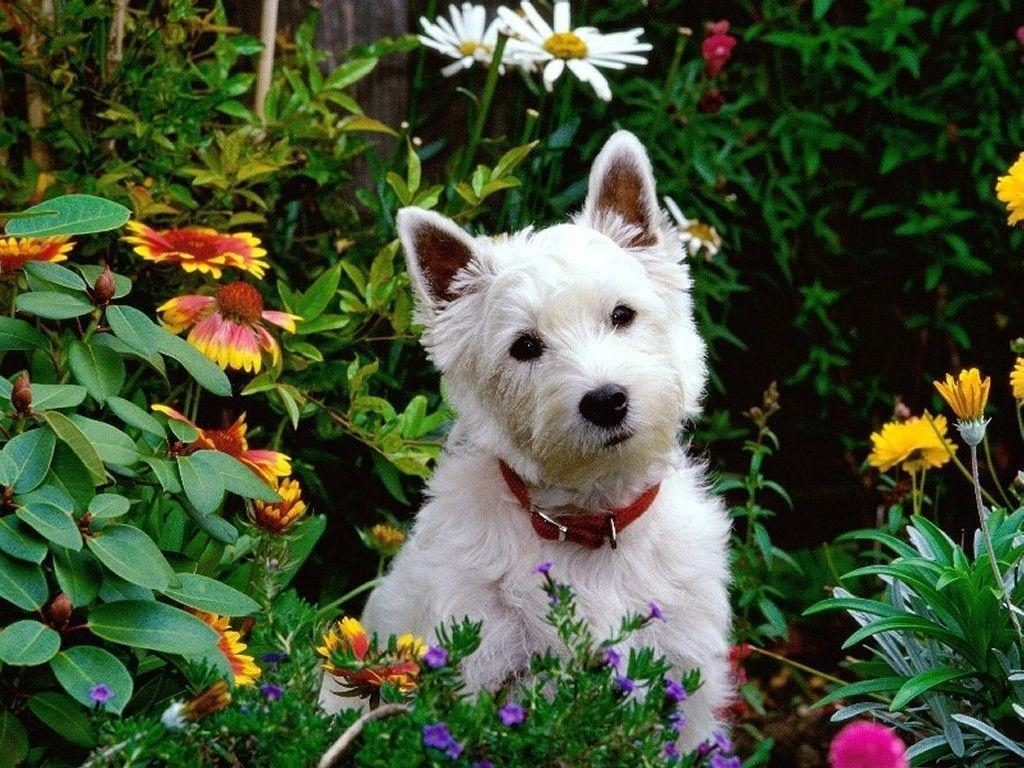 1030x770 My Free Wallpaper Wallpaper, West Highland Terrier, Desktop