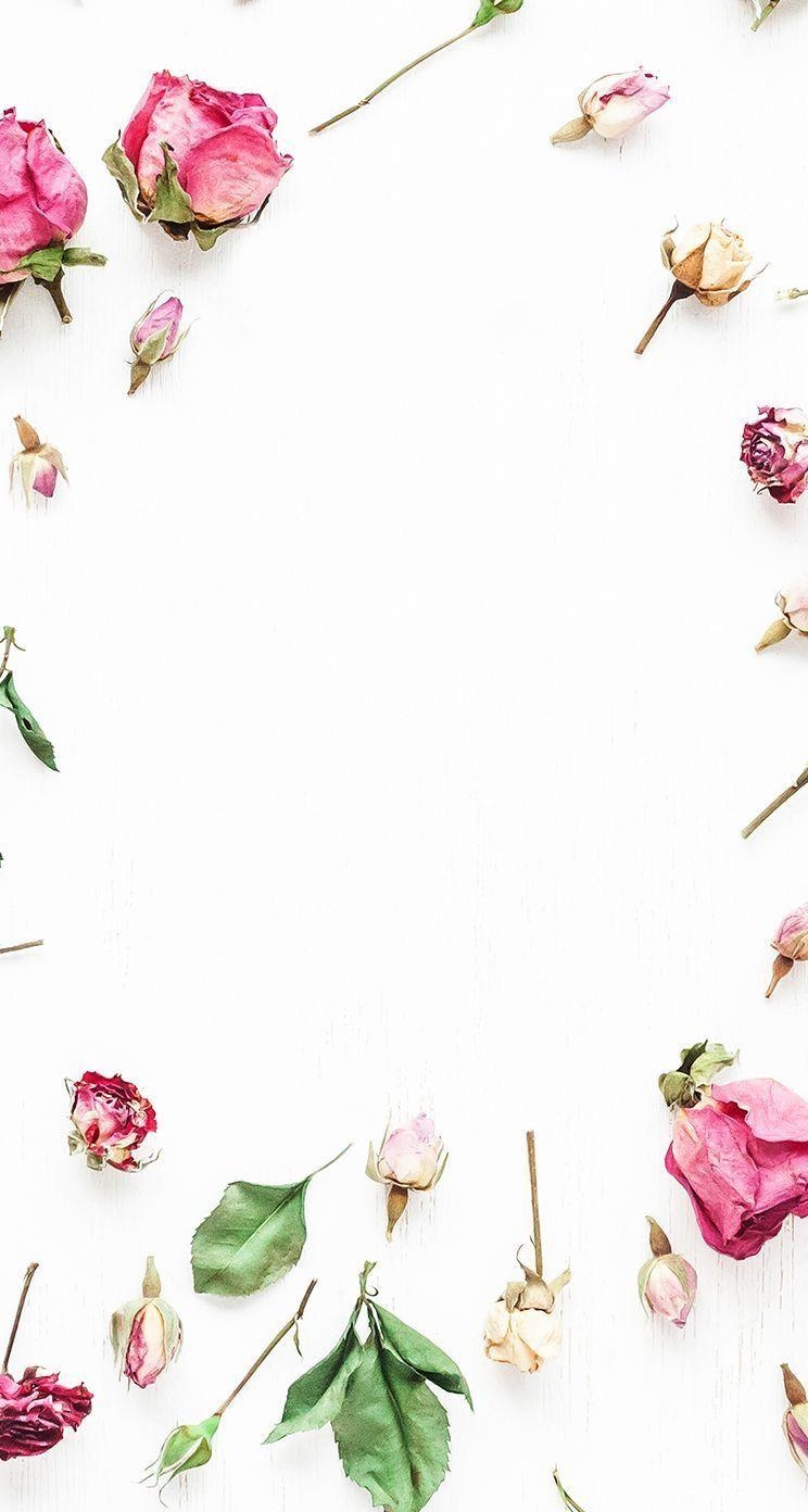 750x1400 White pink scattered florals roses frame wallpaper background phone, Phone