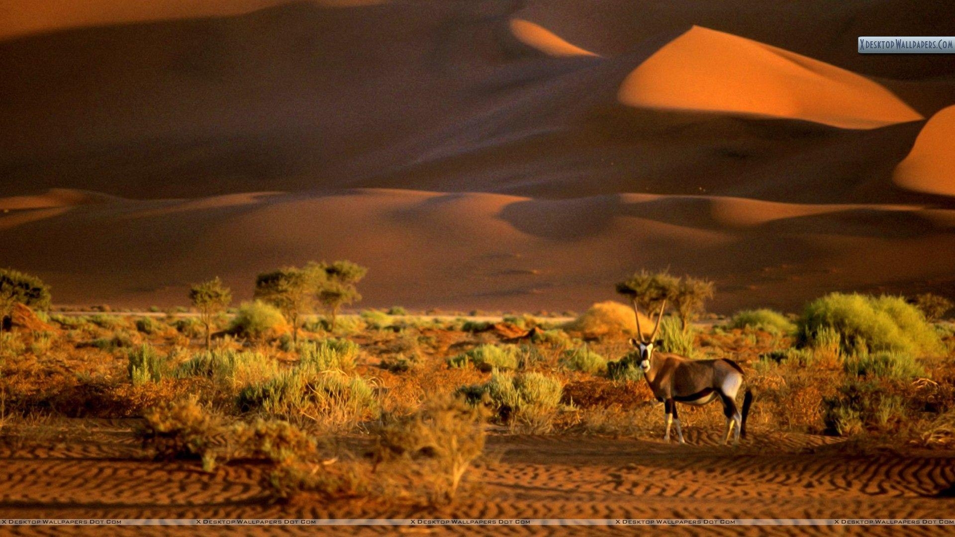 1920x1080 Oryx, Namibia, Africa Wallpaper, Desktop