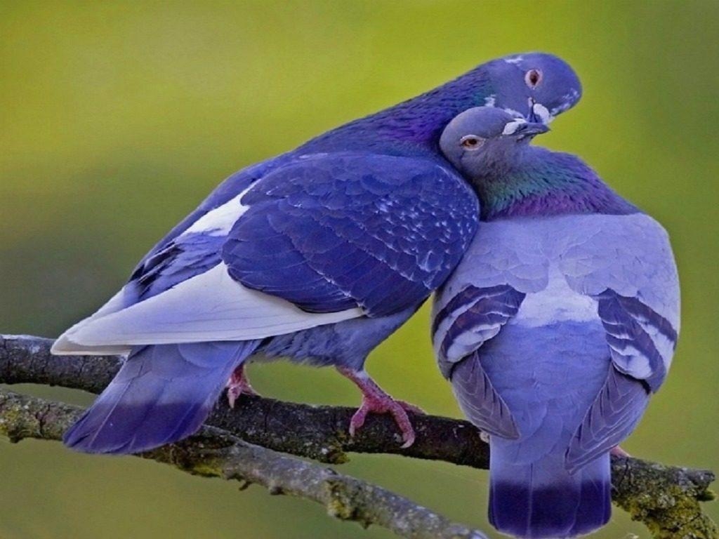 1030x770 Pigeon Colorful HD Image Wallpaper Photo, Desktop