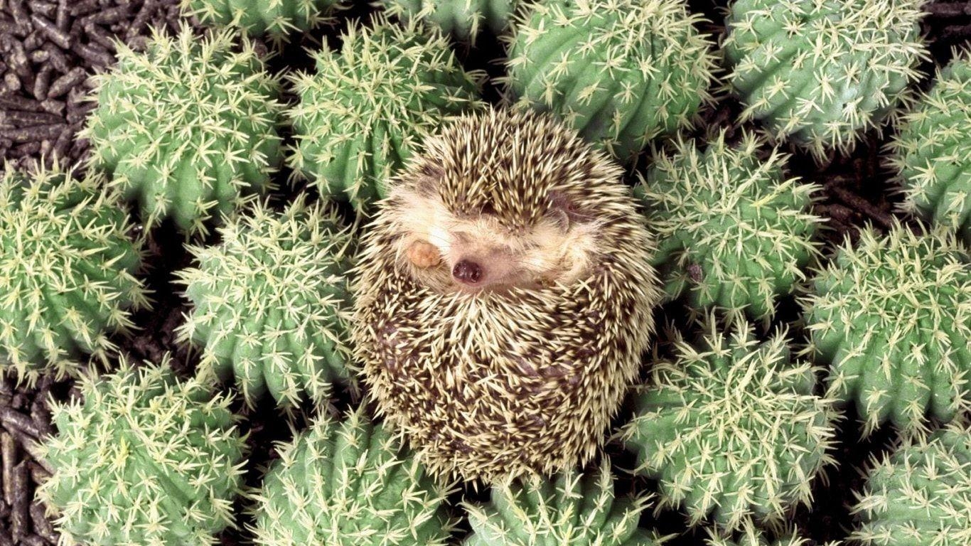 1370x770 Hedgehog HD Desktop Wallpaperwallpaper.net, Desktop