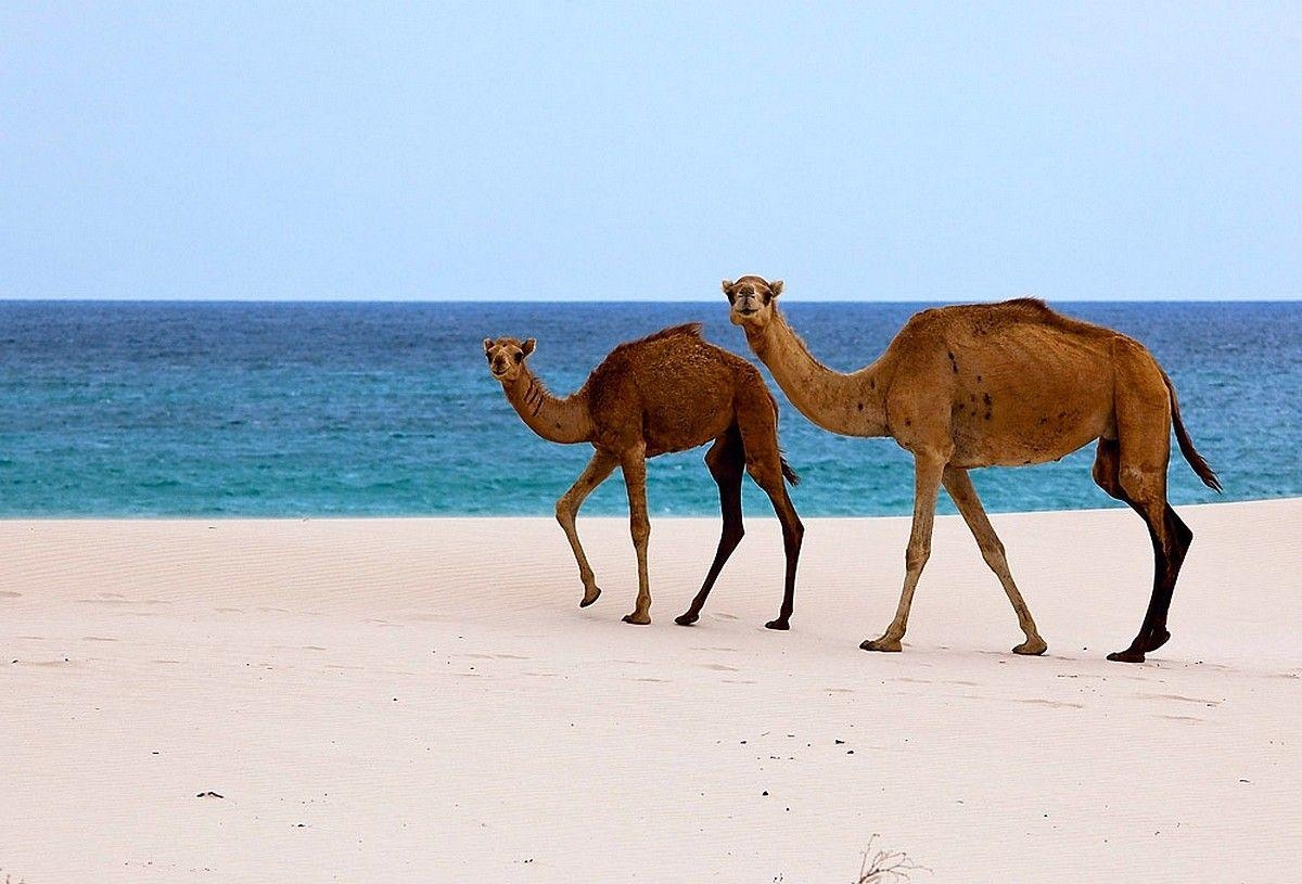 1200x820 Beaches: Socotra Island Beach Yemen Camel Nature Animals Arabian, Desktop