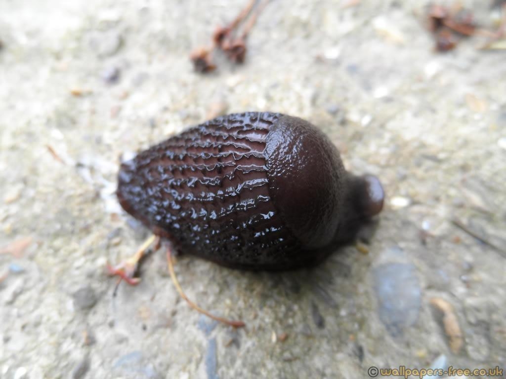 1030x770 Young Black Slug Contracted Into Lump, Desktop