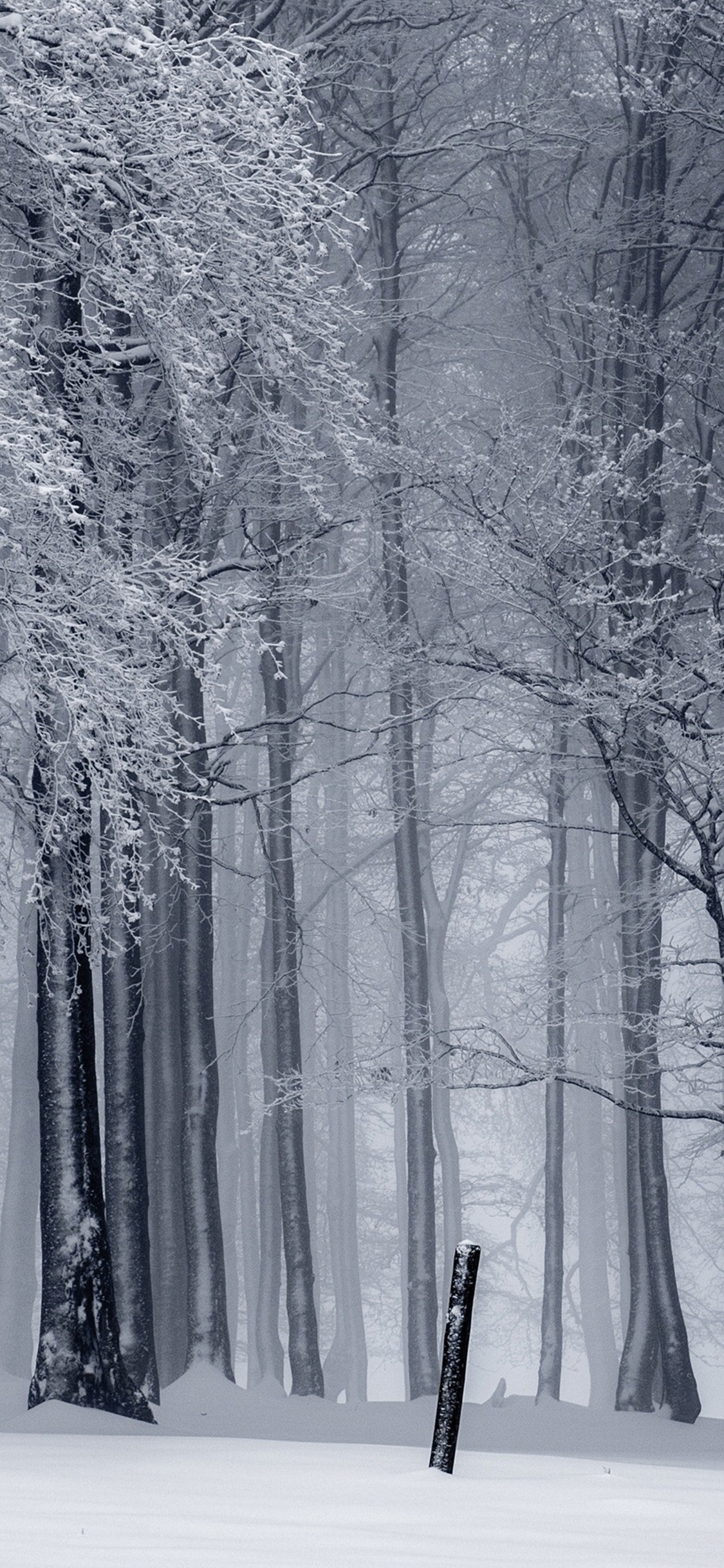 1130x2440 4K Winter Wallpaper for Desktop, iPad & iPhone, Phone