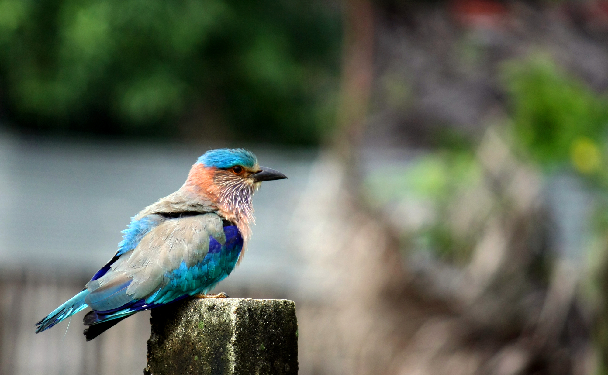 2000x1240 Indian Roller (Coracias benghalensis), Desktop