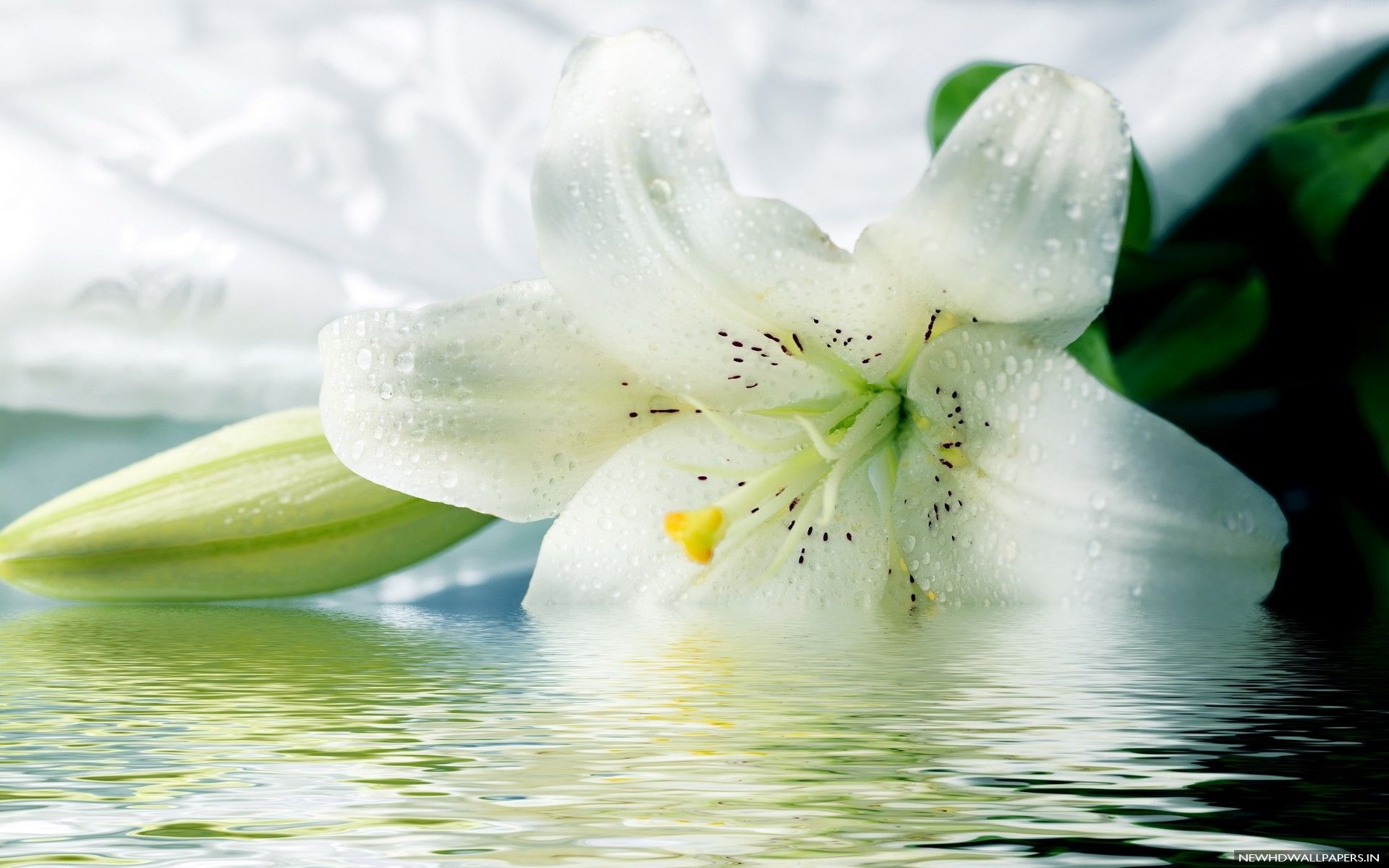 1920x1200 White Lilies Wallpaper, Desktop