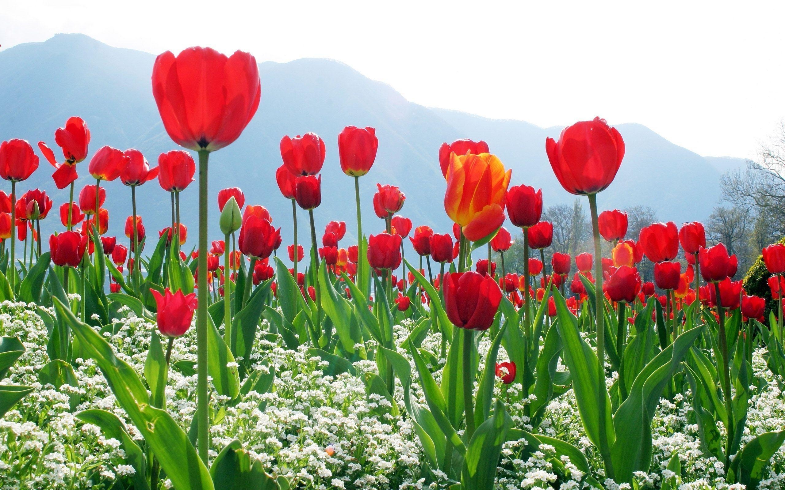 2560x1600 Red Tulip Flowers Field Wallpaper and, Desktop