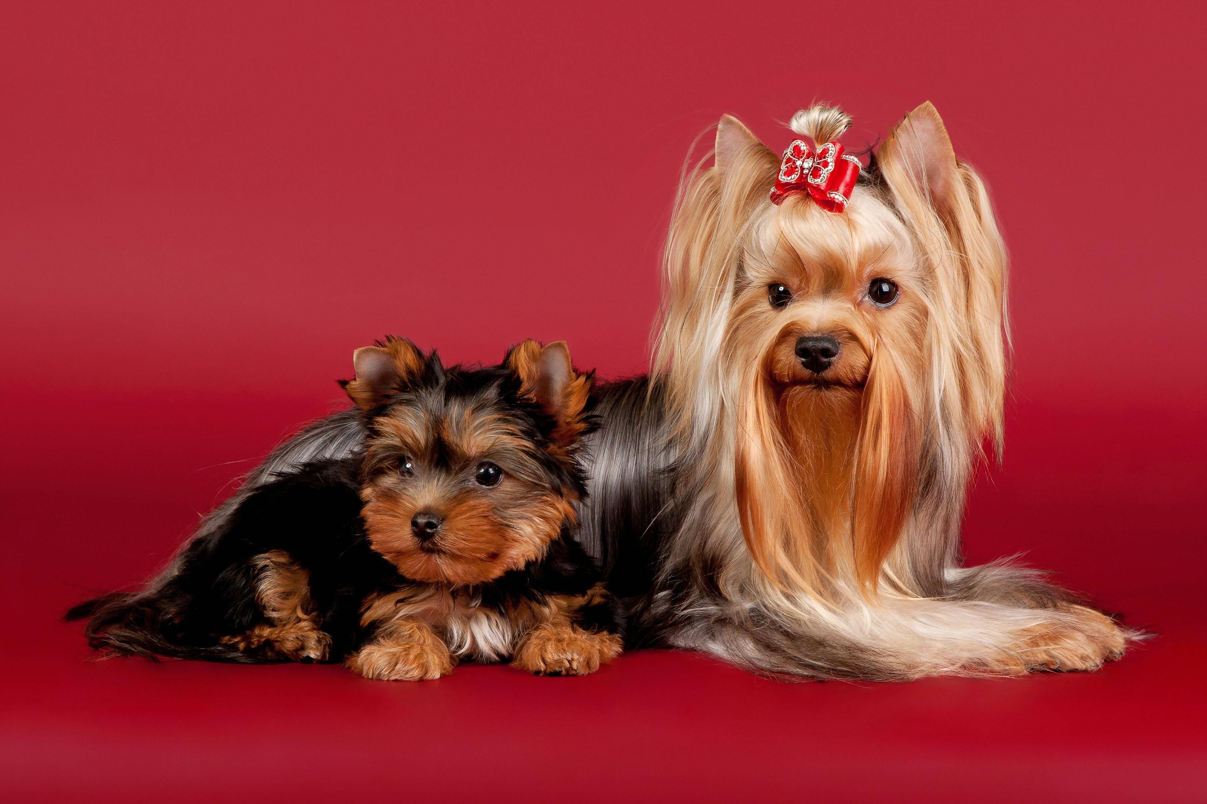 4000x2670 Fondos de Pantalla Perro Yorkshire terrier Animalia, desktop foto, Desktop