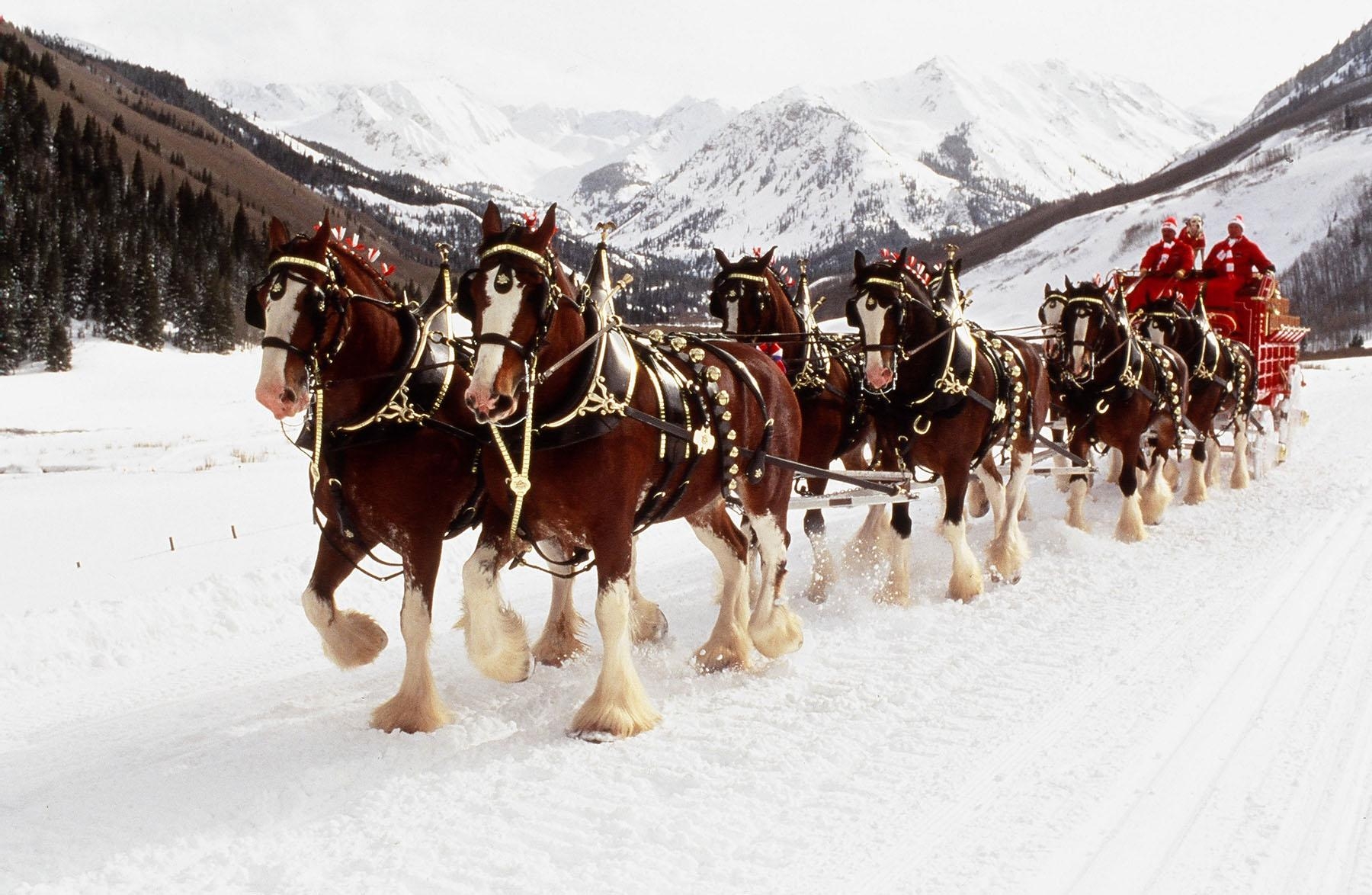 1800x1180 World renowned Budweiser Clydesdales to appear at museum > National, Desktop