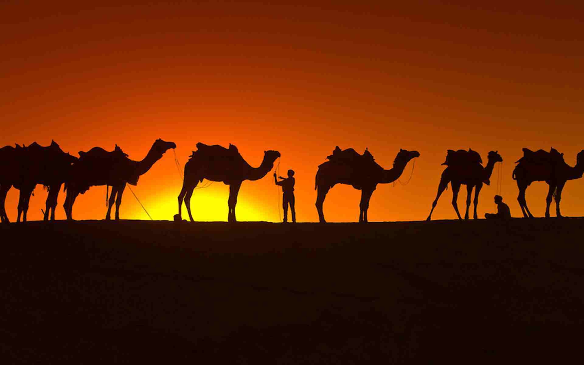 1920x1200 Camel (id: 193252), Desktop