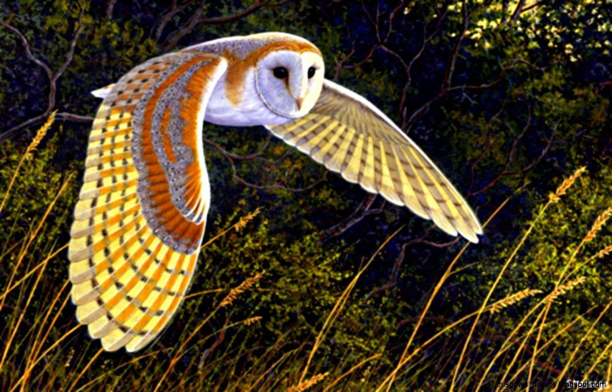 1240x800 Barn Owl Bird HD Wallpaper, Desktop