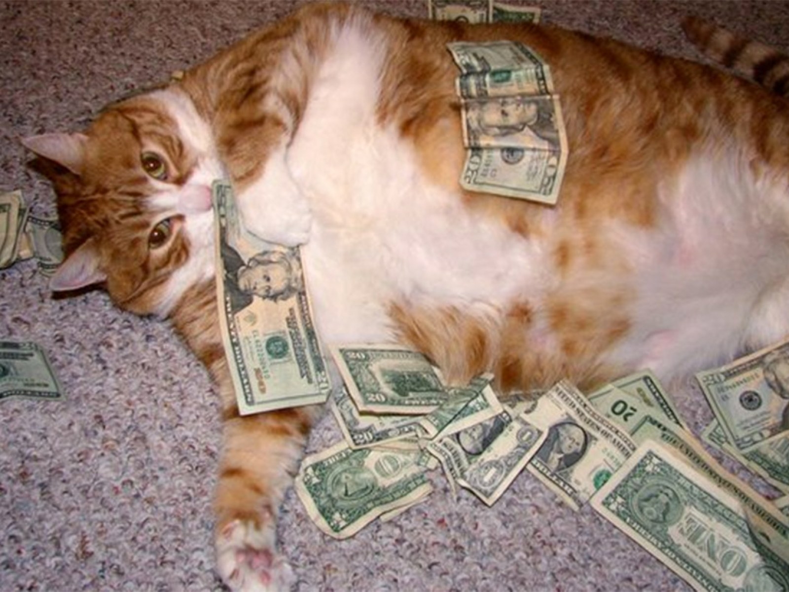 1600x1200 Fat Cat Tuesday: Twitter users bombard social media with photo of their overweight pets, Desktop