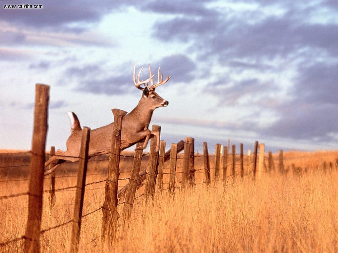 1280x960 Whitetail Deer Hunting Wallpaper, Desktop