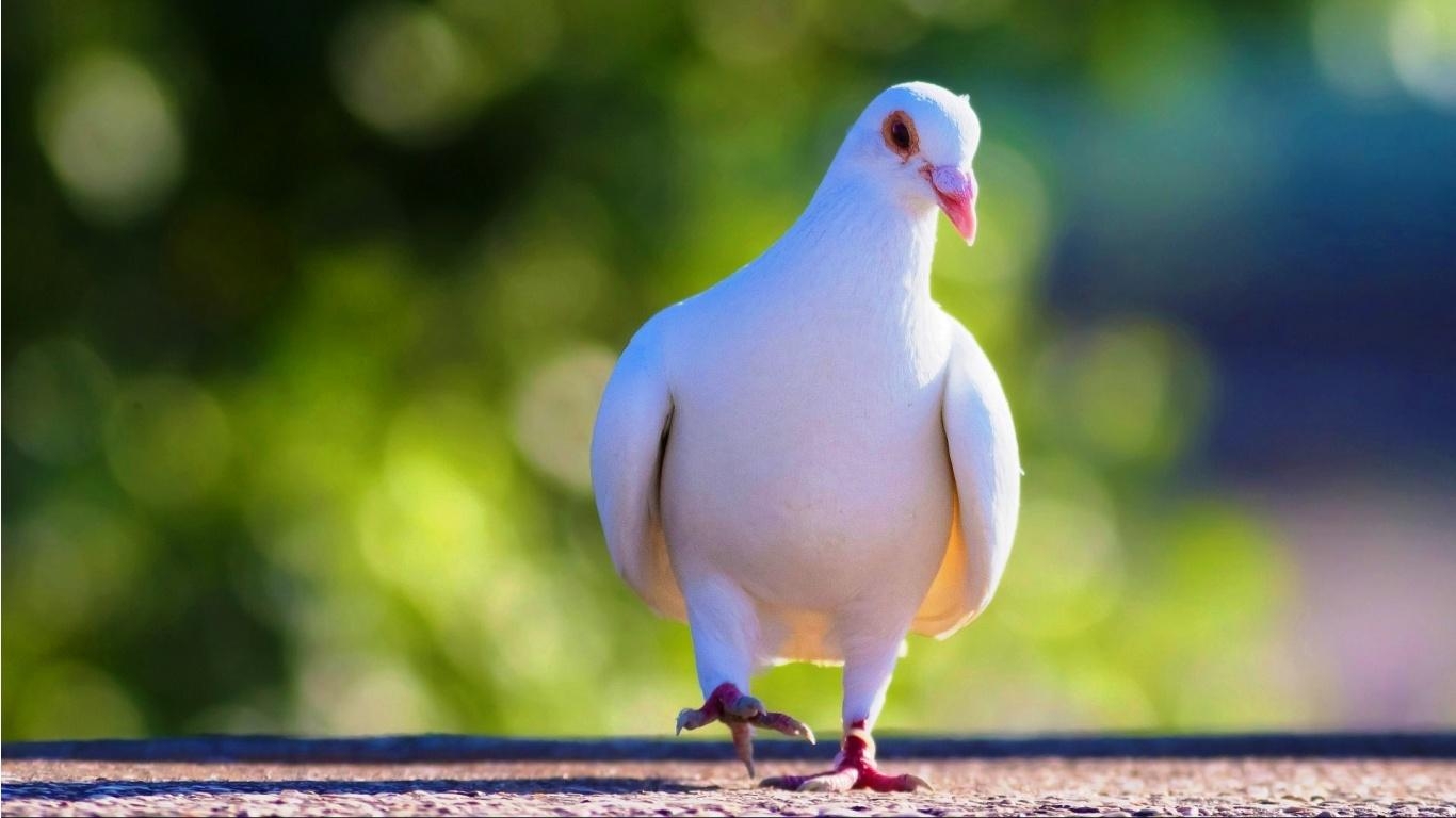 1370x770 Cute White Pigeon Wallpaper, Desktop