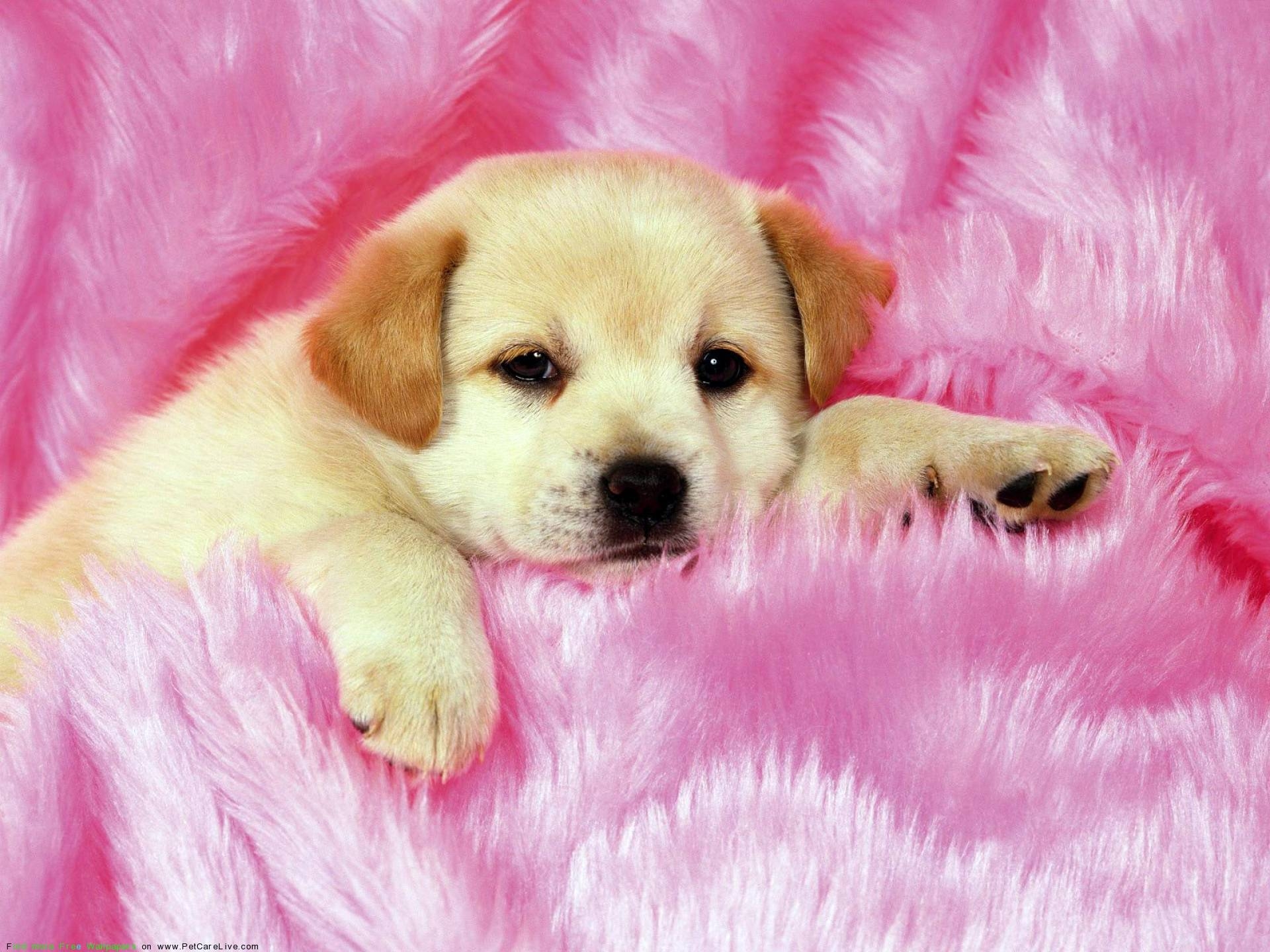 1920x1440 cute dogs and puppies wallpaper, Desktop