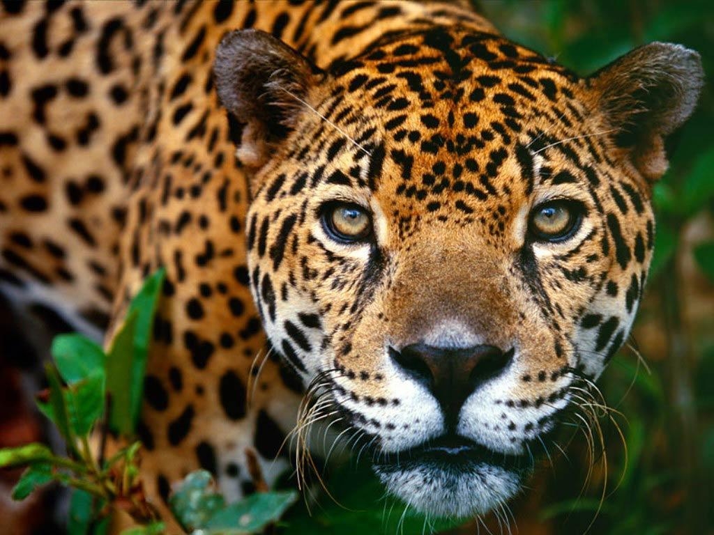 1030x770 Wallpaper&;s Collection: «Jaguar Wallpaper», Desktop