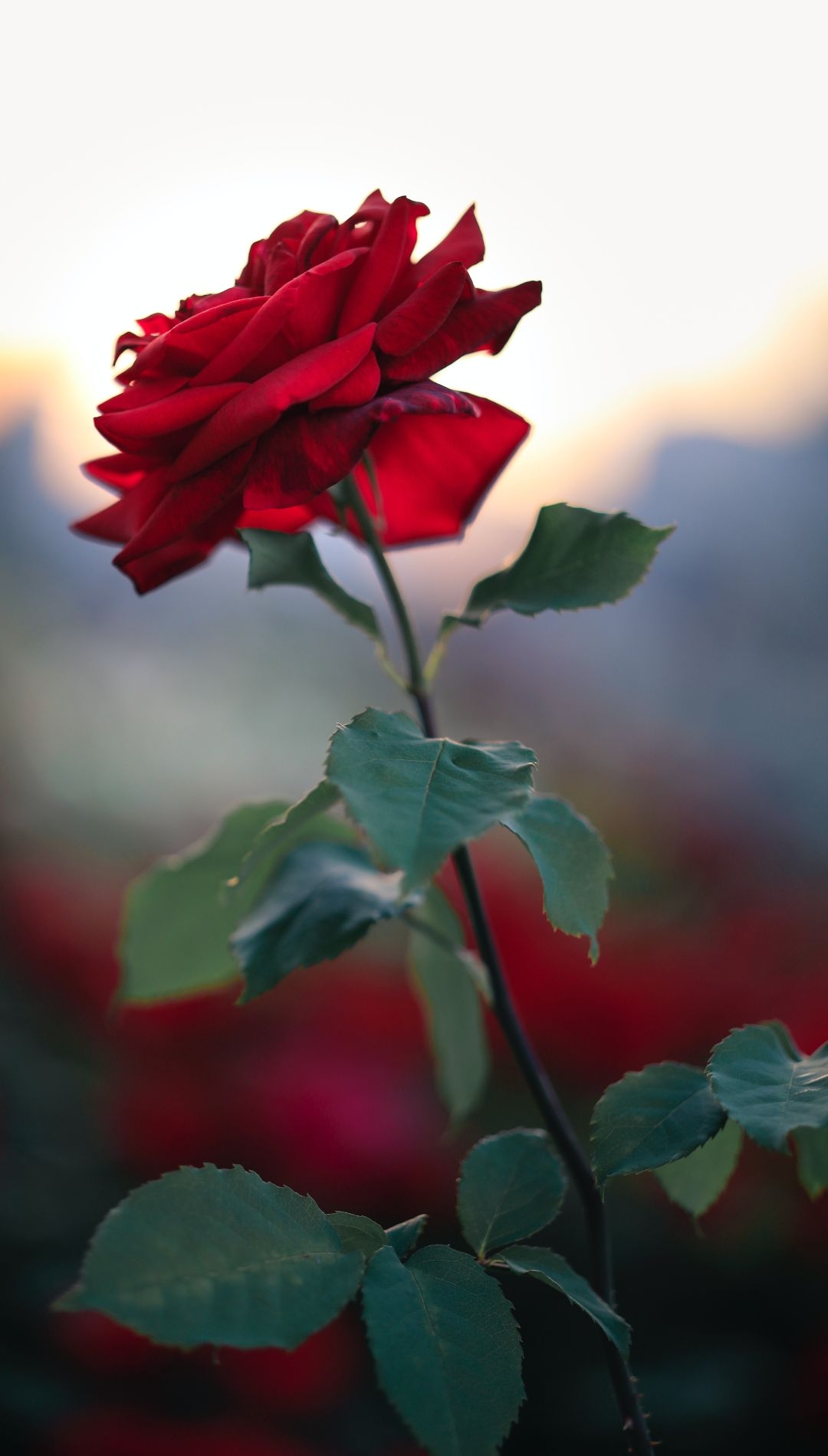 1080x1900 Red Rose Flower iPhone Wallpaper HQ, Phone