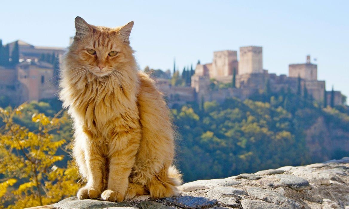 1170x700 Cat Spain Ginger color Granada Andalusia Animals wallpaper, Desktop