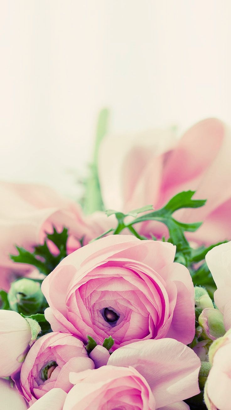 740x1310 Pink Flower iPhone Wallpaper, Phone