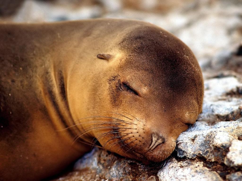 1030x770 Seal Wallpaper Seal Water Photo Gallery, Desktop