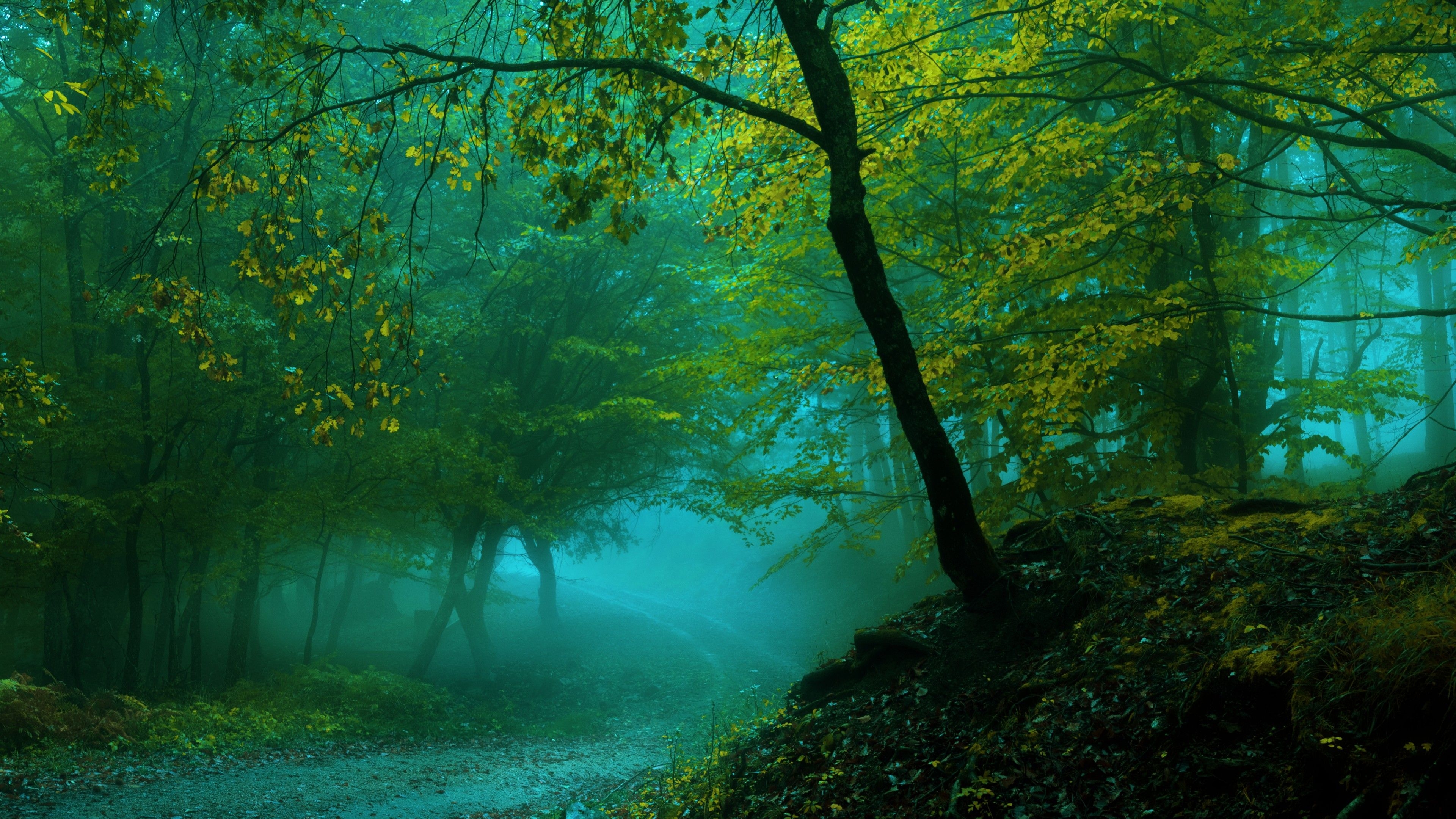 3840x2160 Wallpaper Spring, Forest, Pathway, Fog, 4K, Nature, Desktop