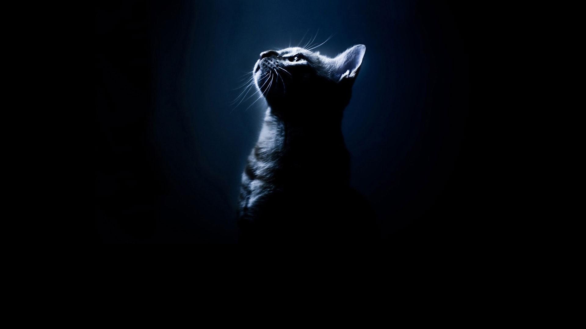 1920x1080 black, Cats, Animals, Silhouettes, Black, Background Wallpaper HD, Desktop