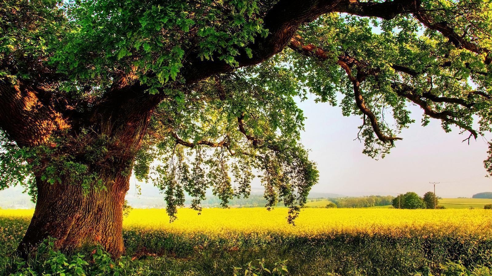 1600x900 mustard field old oak wallpaper, how to profit from immigration, Desktop