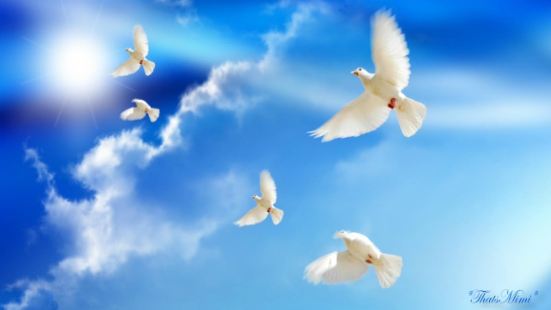 1920x1080 Peace Dove Wallpaper 15 X 1080, Desktop